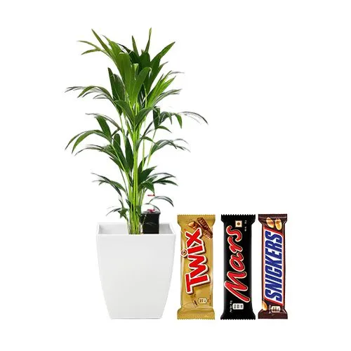 Charming Kentia Palm Plant N Chocolaty Blast Combo