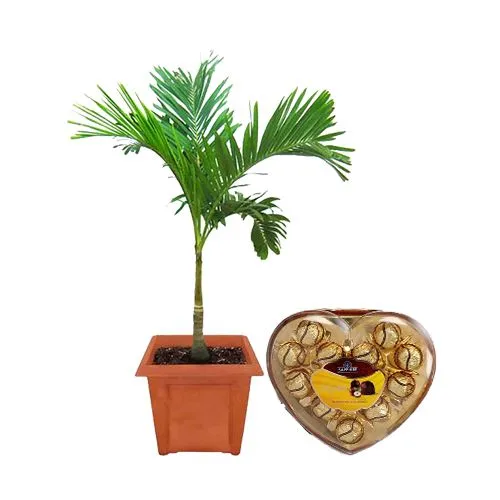 Fantastic Christmas Palm Plant with Sapphire Hazelfills Chocolate Combo