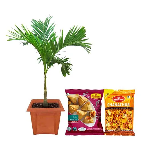 Potted Christmas Palm with Assorted Savories Delight