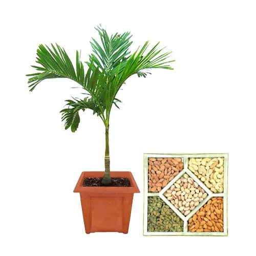 Air Purifying Christmas Palm Plant N Dry Fruits Assortment