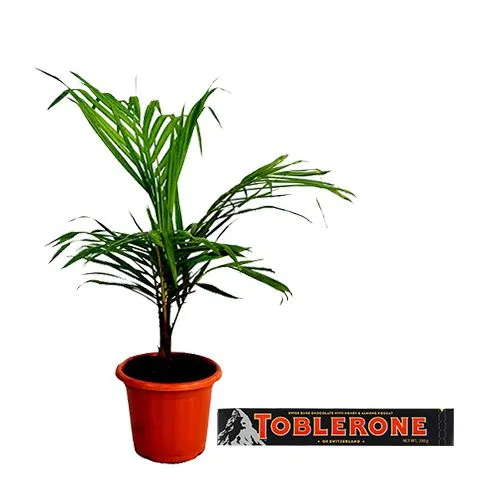 Charming Majesty Palm Plant N Toblerone Dark Combo