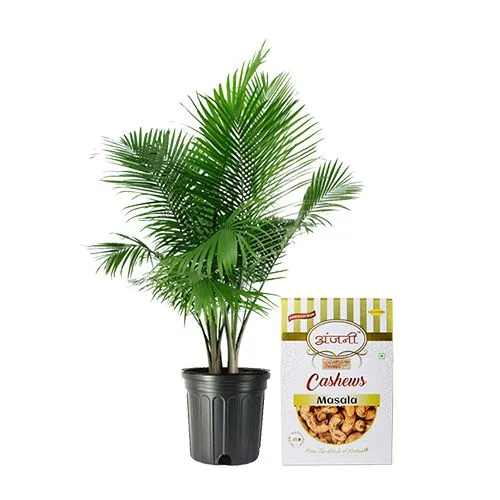 Air Purifying Majesty Palm Plant with Wholesome Masala Cashews
