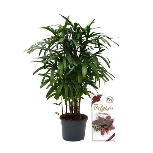 Air Purifying Broadleaf lady Palm Plant with Exquisite Dark Chocolate Combo