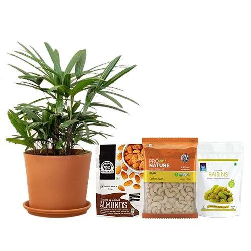 Air Purifying Broadleaf lady Palm Plant with Healthy Dry Fruits Duo