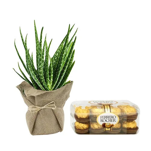 Wonderful Jute Wrapped Aloe Vera Plant with Ferrero Rocher Bliss