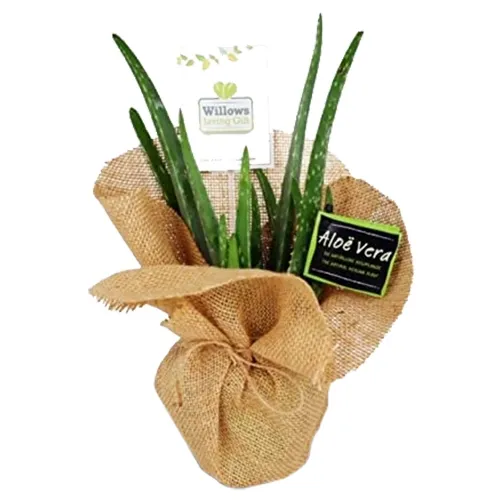 Splendid Jute Wrapped Aloe Vera Plant Gift