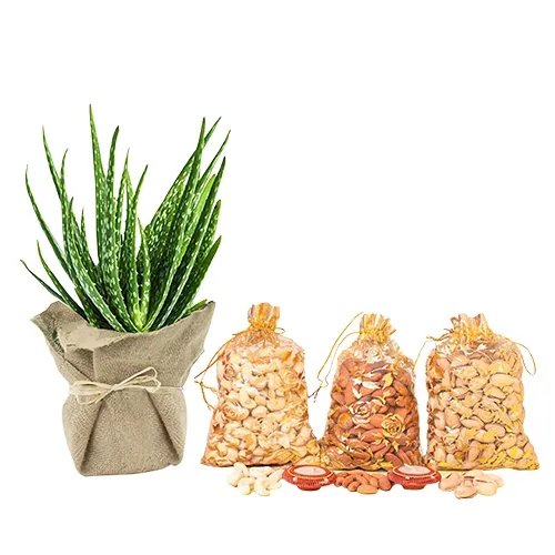 Alluring Jute Wrapped Aloe Vera Plant N Crunchy Dry Fruits Delicacy