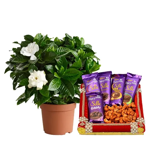 Divine Portulaca Plant with Masala Cashew N Cadbury Chocolate