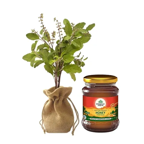 Beautiful Pair of Holy Jute Wrapped Tulsi Plant N Organic India Honey
