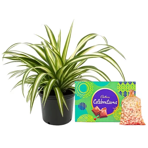Evergreen Spider Plant with Nuts n Cadbury Celebration Bliss