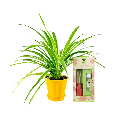 Splendid Spider Plant N IRIS Apple Cinnamon Reed Diffuser Set Combo