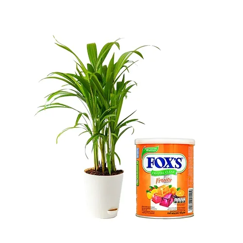 Gorgeous Gift of Areca Plant N Foxs Candy