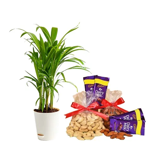 Air Purifying Areca Plant with Dairy Milk Chocolate N Crunch Delight