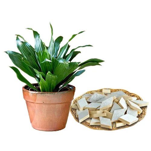 Attractive Combo of Dracena Plant N Kaju Katli