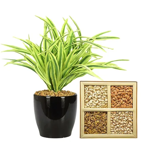 Charming Dracena Plant with Crunch Delight