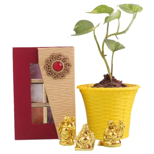 Amazing Combo of Money Plant with Laughing Buddha N Handmade Chocolate