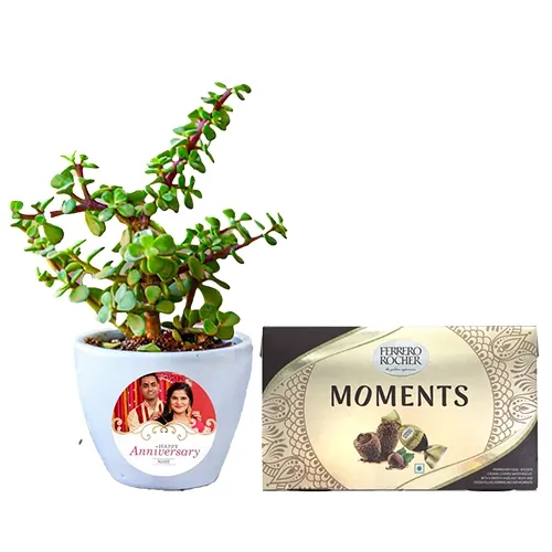 Ethereal Combo of Jade Plant N Ferrero Rocher Moments Chocolate