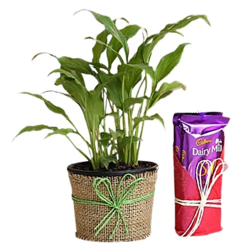 Alluring Jute Wrapped Peace lily Plant with Dairy Milk Delicacy