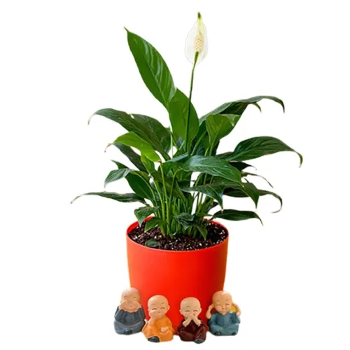 Impressive Combo of Peace Lily Plant N Baby Buddha Set