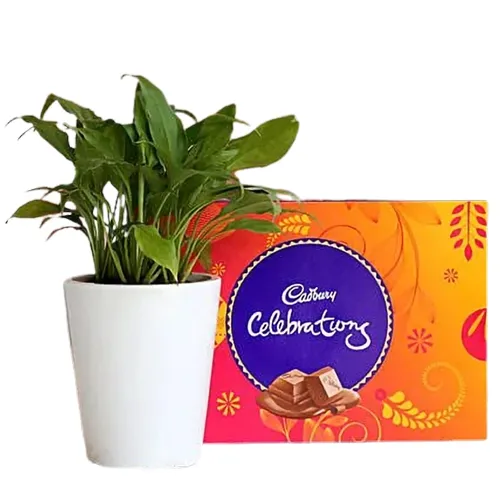 Graceful Pair of Peace Lily Plant N Cadbury Celebration