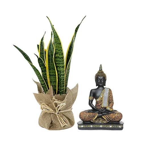 Fantastic Jute Wrapped Snake Plant N Sitting Buddha Idol Combo Gift