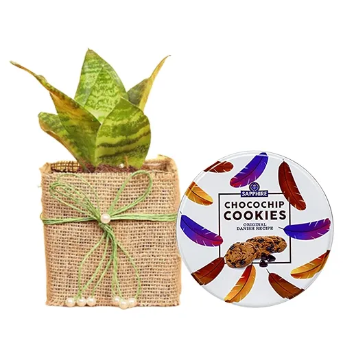 Charming Gift of Jute Wrapped Snake Plant N Sapphire Cookies Treat