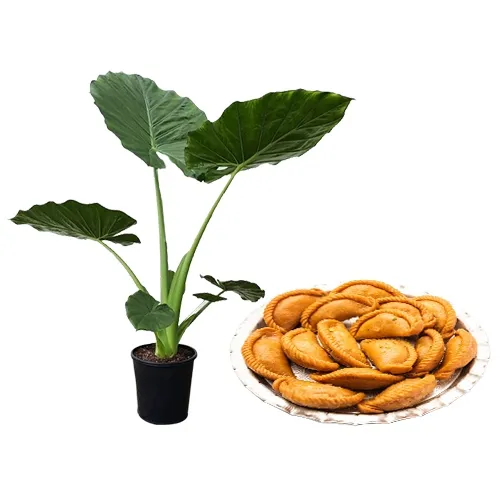 Exclusive Selection of Elephant Ear Plant N Khowa Puri