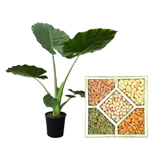 Premium Gift of Potted Elephant Ear Plant N Assorted Dry Fruits