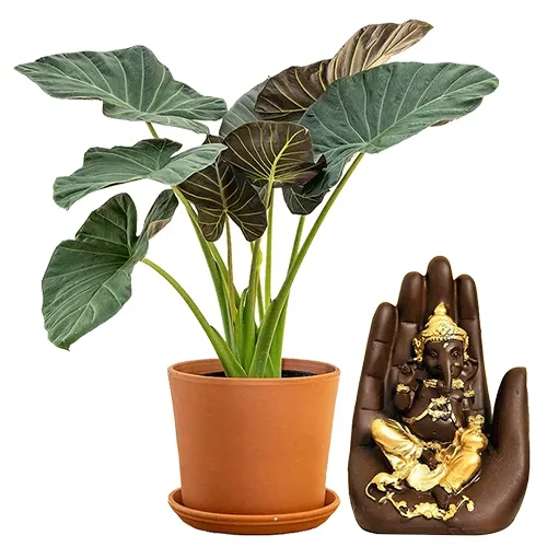 Captivating Elephant Ear Plant N Handcrafted Palm Ganesha Combo