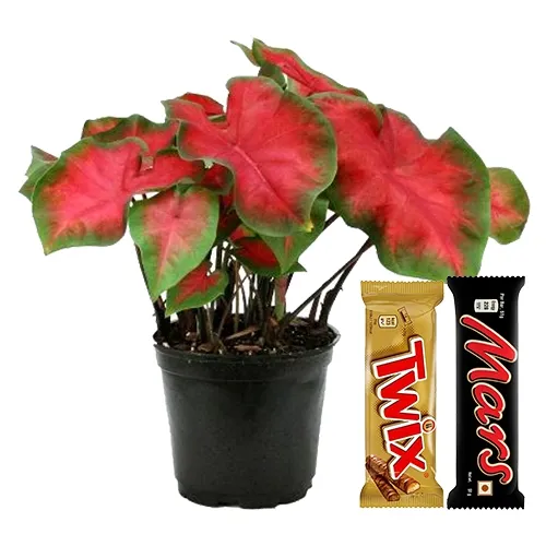 Delightful Potted Caladiums Plants with Chocolates