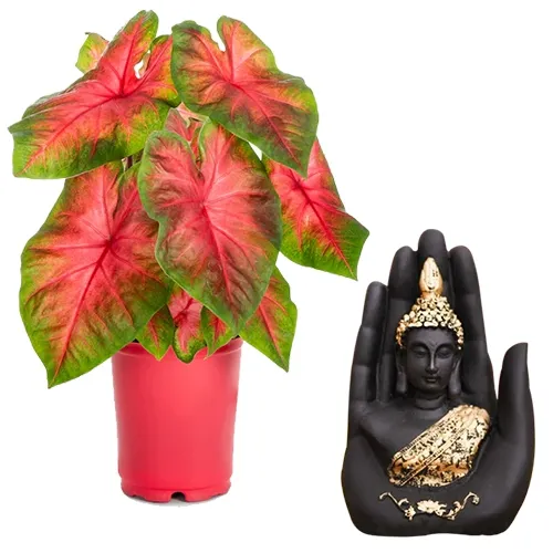 Splendid Pack of Caladiums Plant N Handcrafted Palm Buddha