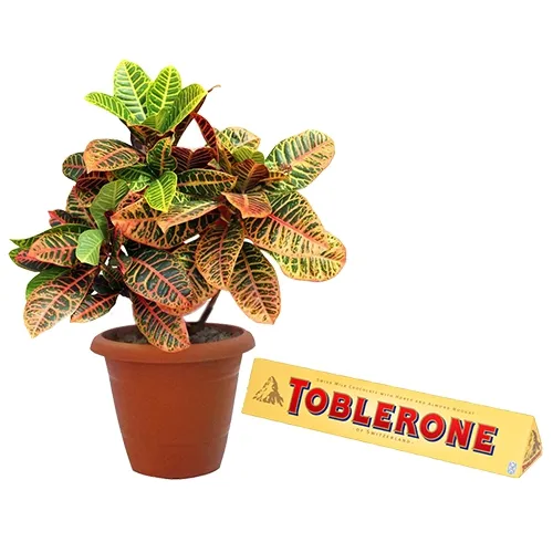 Distinctive Pair of Crotons Plant N Toblerone Chocolate