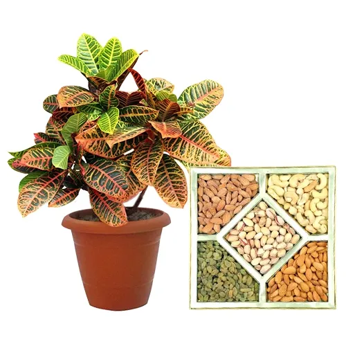 Breathtaking Crotons Plant N Assorted Dry Fruits Collection