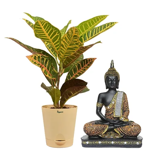 Exquisite Crotons Plant N Sitting Buddha Idol Combo Set