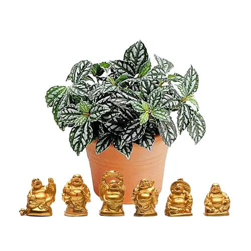 Charming Aluminium Plant N Laughing Buddha Set