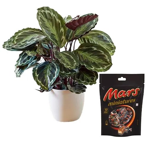 Evergreen Calathea Plant N Chocolate Gift Combo Set