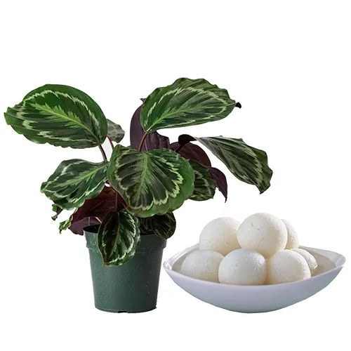 Delightful Combo of Calathea Plant N Rasgulla