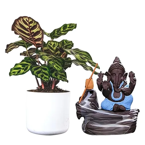 Marvelous Twinning of Calatheas Plant N Bal Ganesha Showpiece