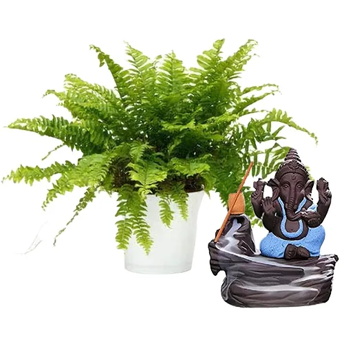 Classic Gift Combo of Boston Fern Plant N Bal Ganesha Showpiece