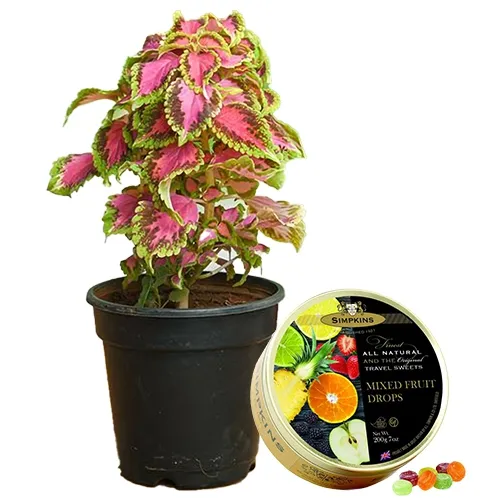 Alluring Potted Coleus Plant N Simpkins Tin Candy