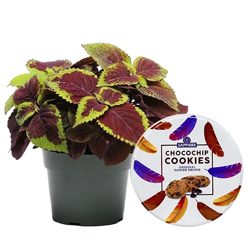 Impressive Pair of Coleus Plant N Sapphire Chocochip Cookies