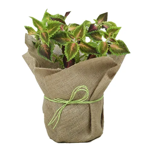 Charming Gift of Jute Wrapped Coleus Plant