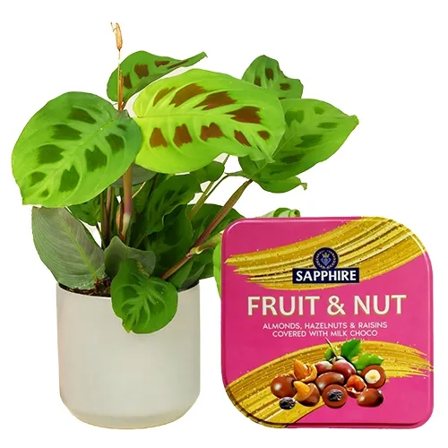Breathtaking Pair of Maranta Plant with Sapphire Fruit N Nut Tin