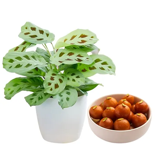 Attractive Twinning of Maranta Plant N Gulab Jamun