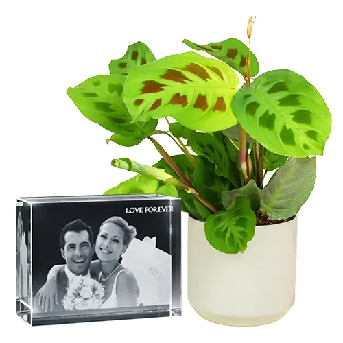Attractive Gift Combo of Maranta Plant N Personalized Glass Paper Weight