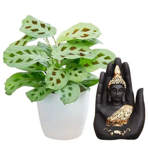 Breathtaking Maranta Plant N Handcrafted Palm Buddha Combo