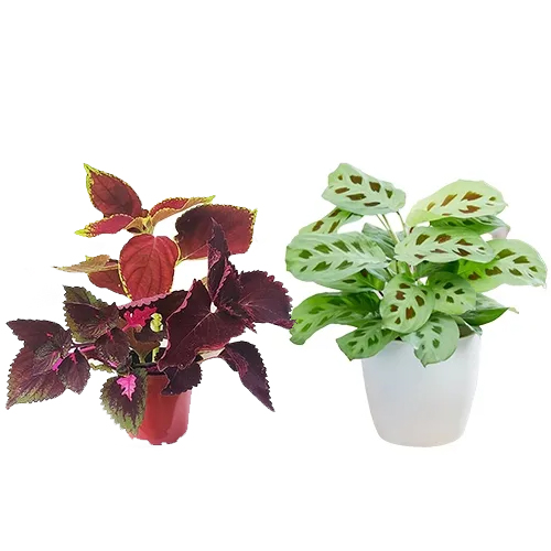 Attractive Duo of Indoor Plants