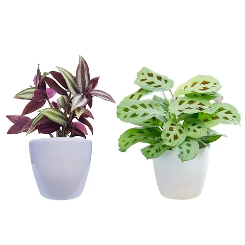 Classic Pair of Maranta N Wandering Jew Plant