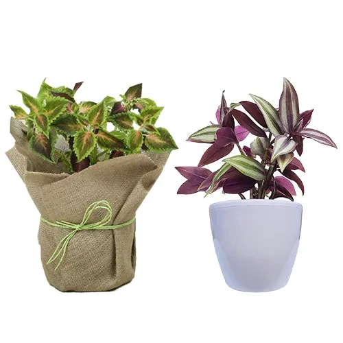 Aesthetic Duo of Coleus Plant N Wandering Jew Plant