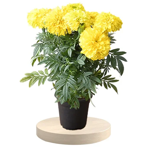 Gorgeous Marigold Plant